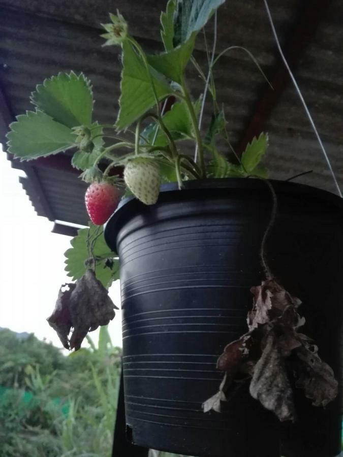 บ้านสวนปวิชญา เกษตรอินทรี Fang Εξωτερικό φωτογραφία